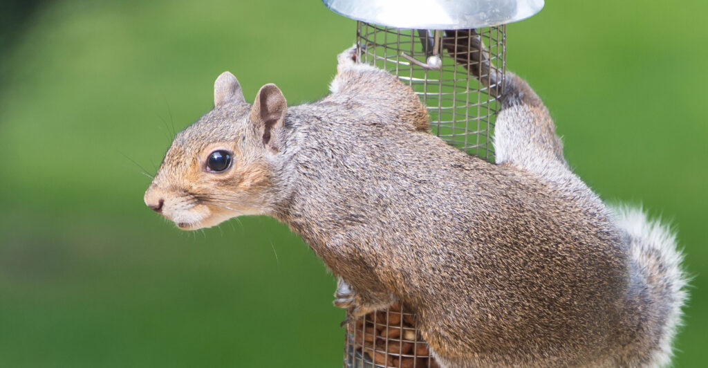 Squirrel Proofing : Protect your bird feeders