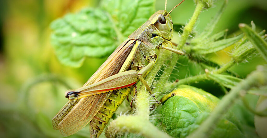 Grasshopper repelling these Garden Pests