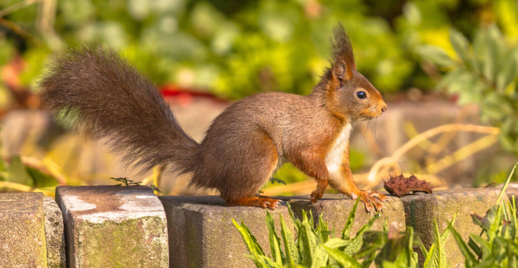 Squirrel controlling these garden pests