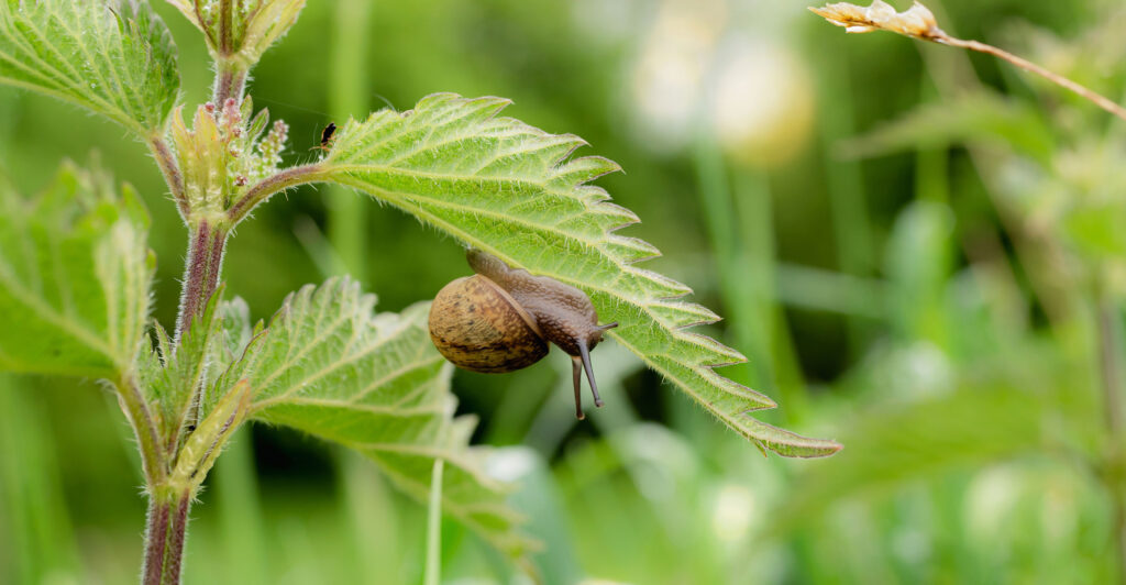 Snails control these pest with barriers and traps