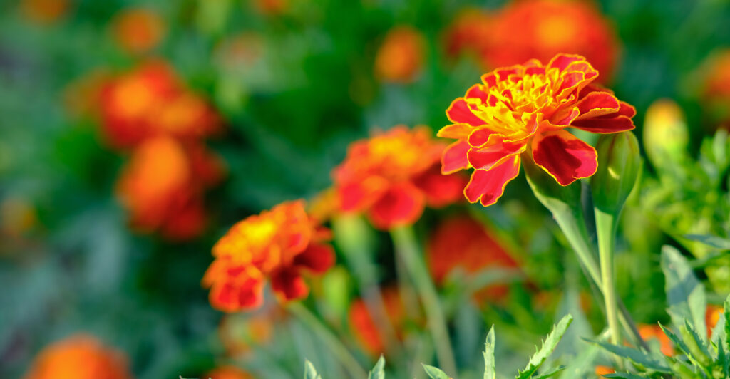 companion planting with Marigolds