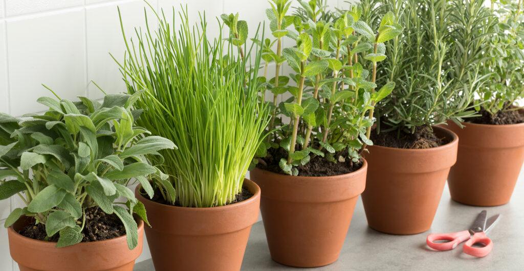 growing herbs plants in to their own pots