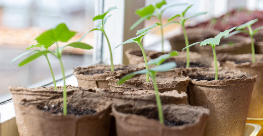 knowing when to plant your seedlings
