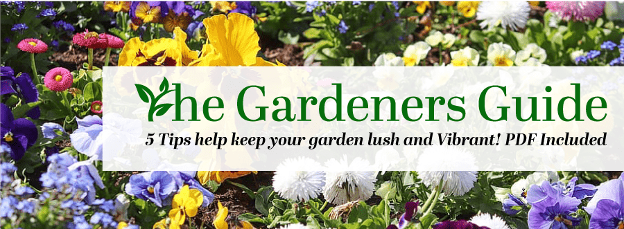 5 Tips to help keep your garden lush and vibrant!