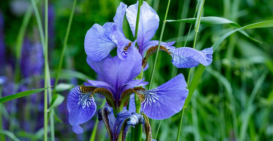 Re-blossoming perennial  Blue Iris