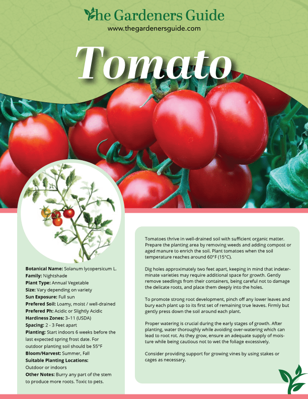 Download your Tomatoe Fact Sheet