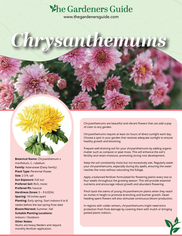 chrysanthemums factsheet
