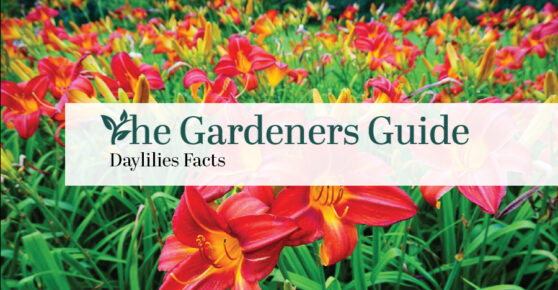 Daylilies Facts