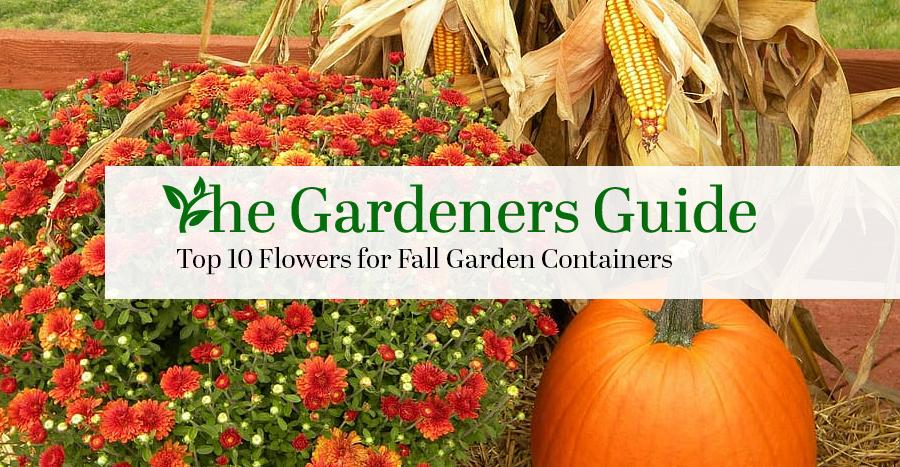 Top 10 Flowers for Fall Garden Containers