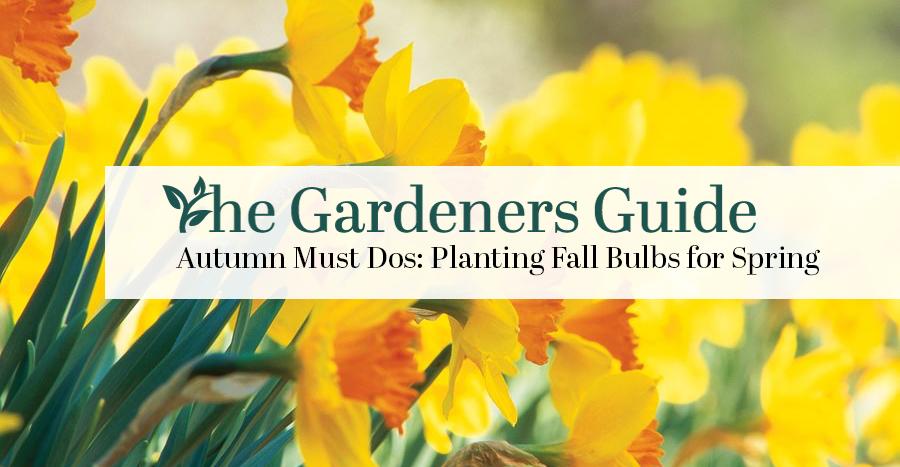 Autumn Must Dos: Planting Fall Bulbs for Spring